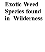 Print 5-page list of exotic weed species (pdf file)