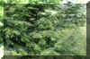 Abies grandis foliage2.jpg (323903 bytes)