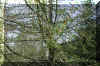 Larix occidentails foliage spring.jpg (362875 bytes)