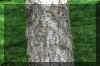 Larix occidentalis bark.jpg (210140 bytes)