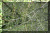Larix occidentalis foliage spring2.jpg (262338 bytes)