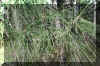 pinus ponderosa foliage.jpg (327094 bytes)