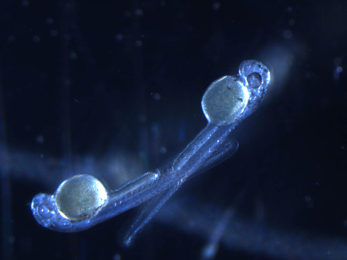 Fish embryo
