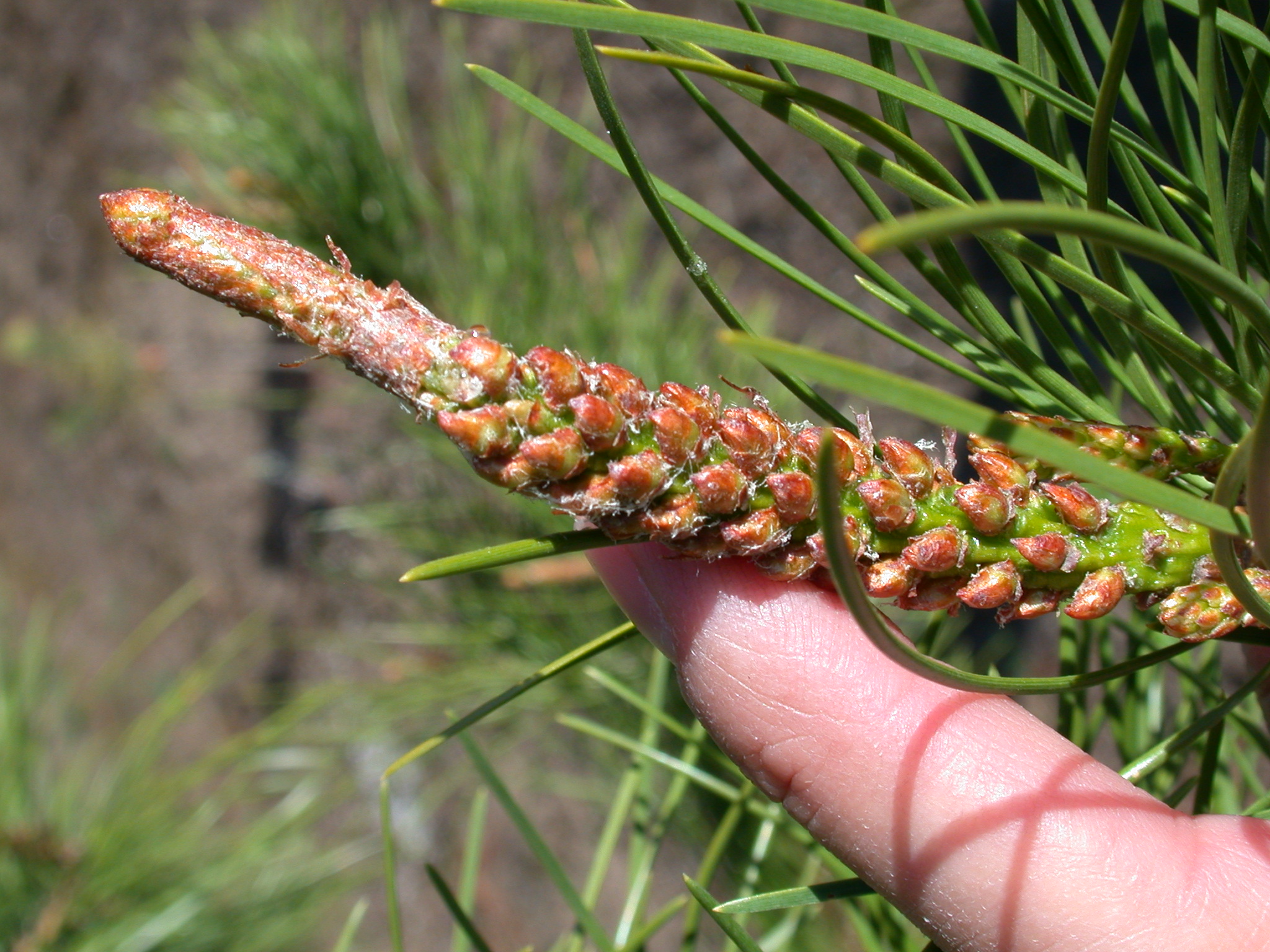 Lodgepole Pine pollen cones just before bud burst