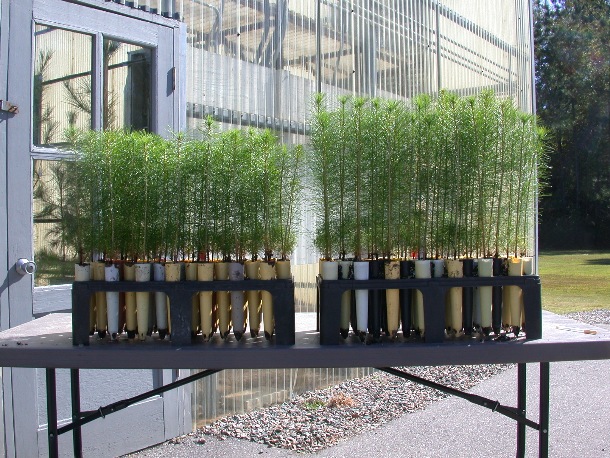 Containerized seedlings showing family differences