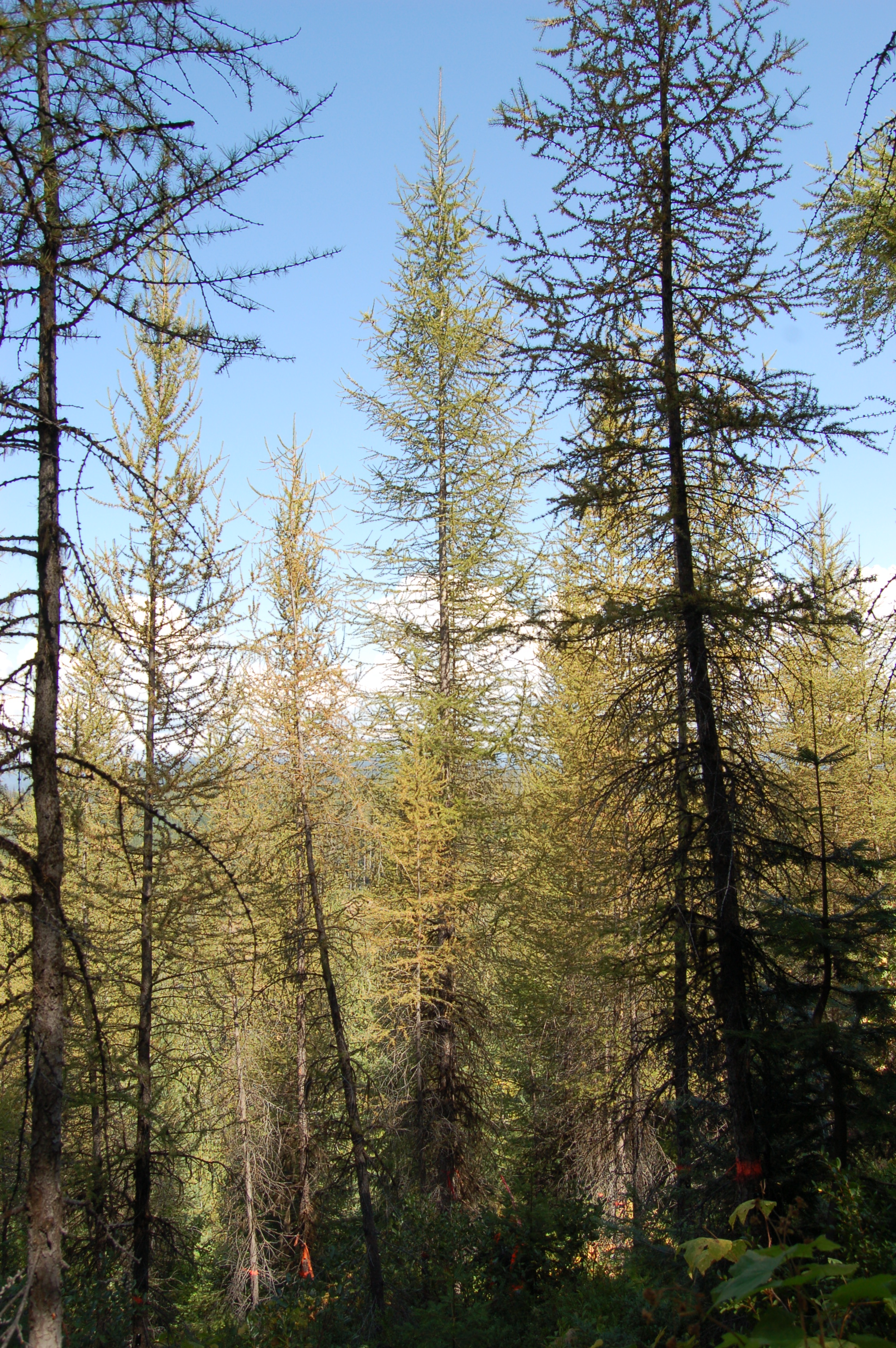 A Western Larch selection from an IETIC progeny test