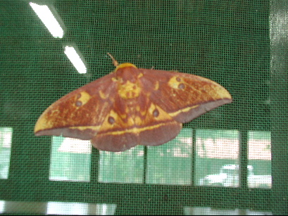 moth.jpg (28118 bytes)