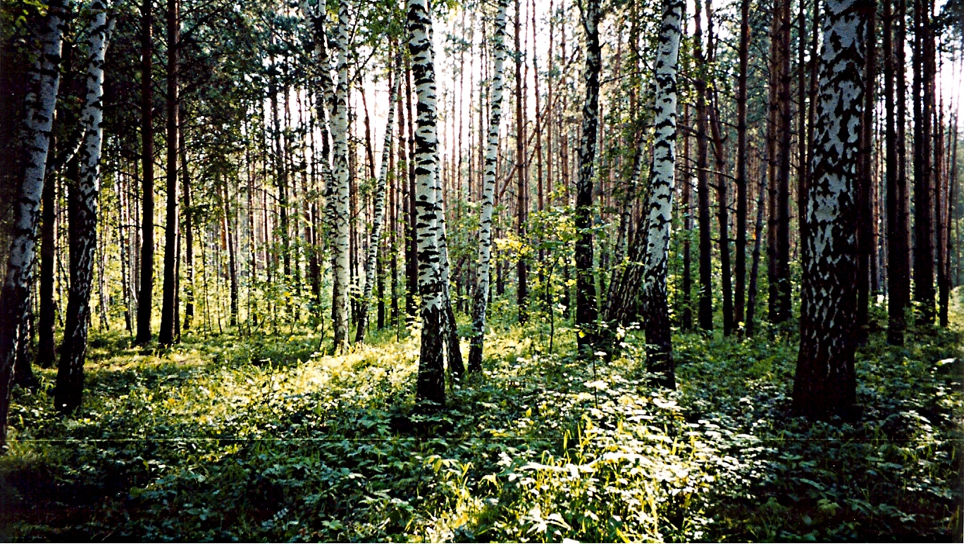 akademgorodok forest