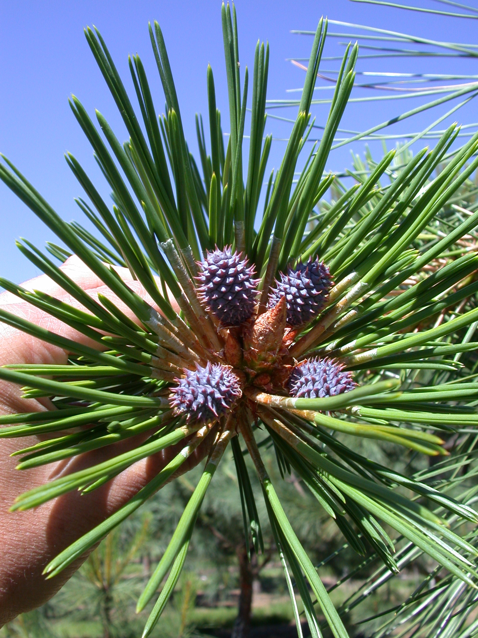 First-year Ponderosa Pine cones