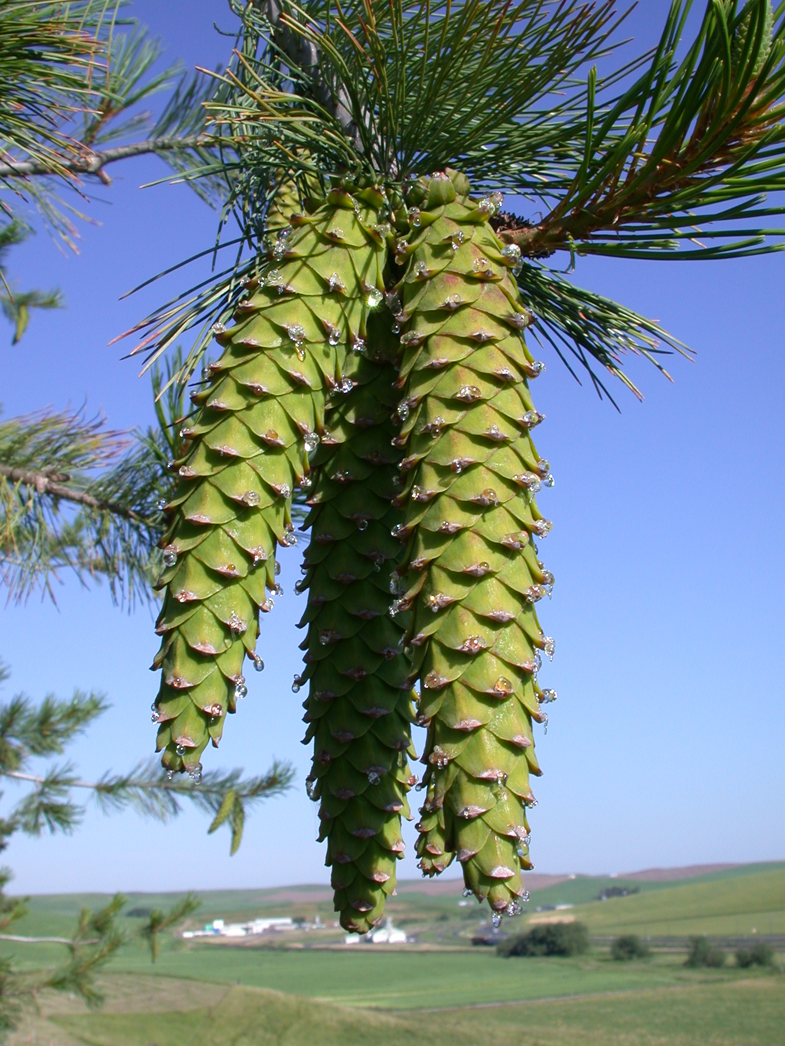 Western White Pine cones 