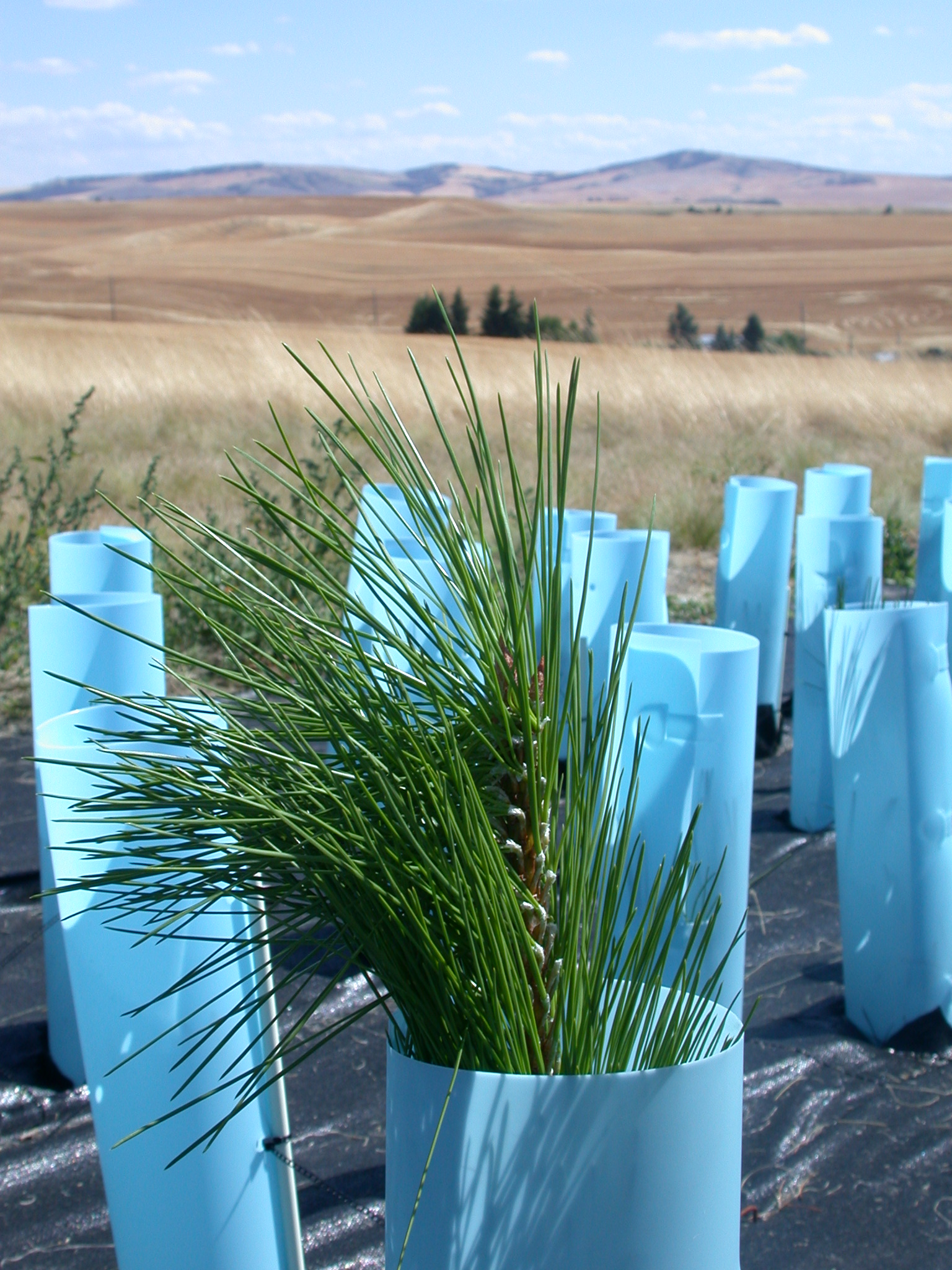 A test planting at the Pullman Ponderosa Pine Seed Orchard Site