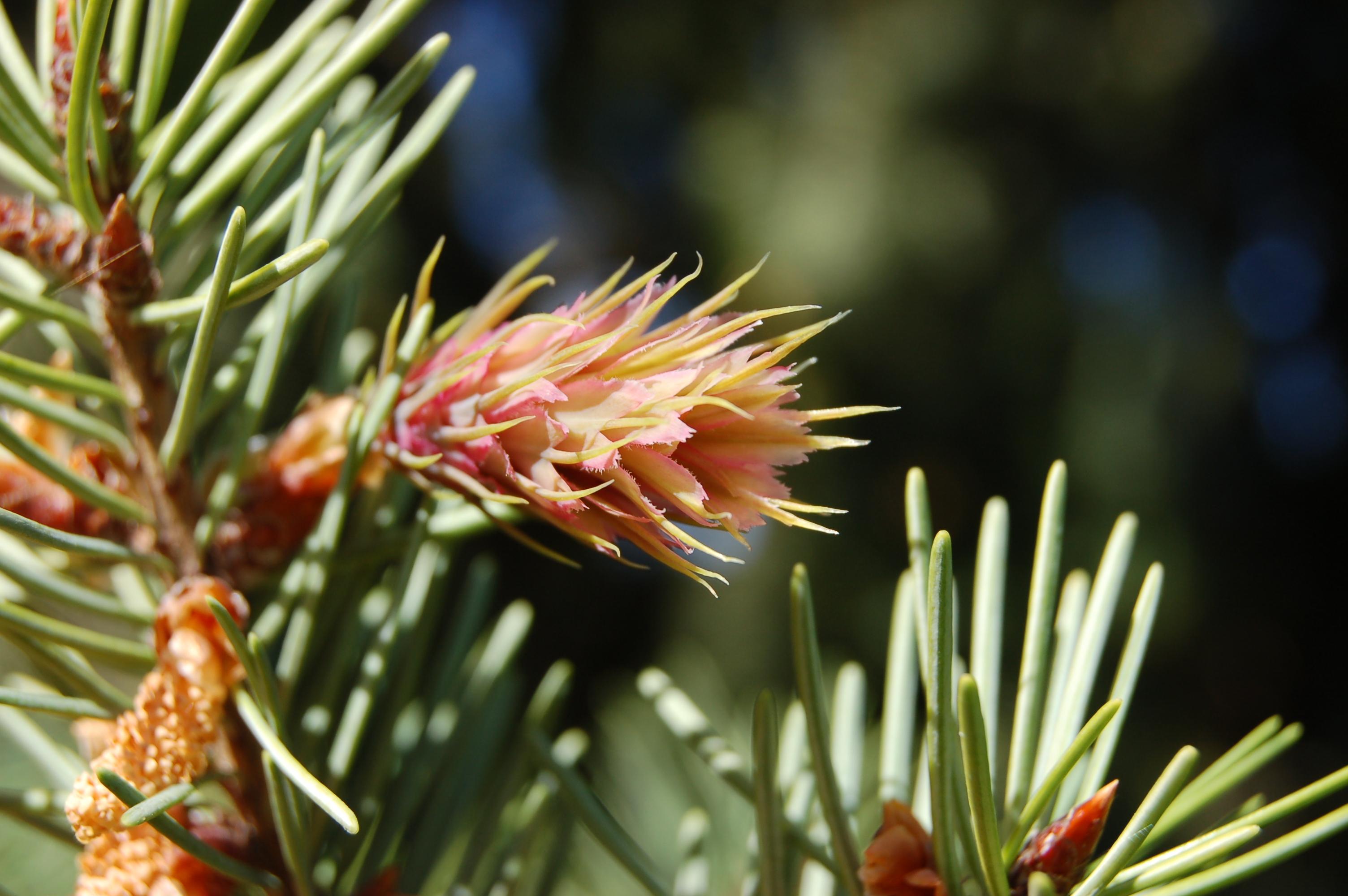 A Douglas-fir flower