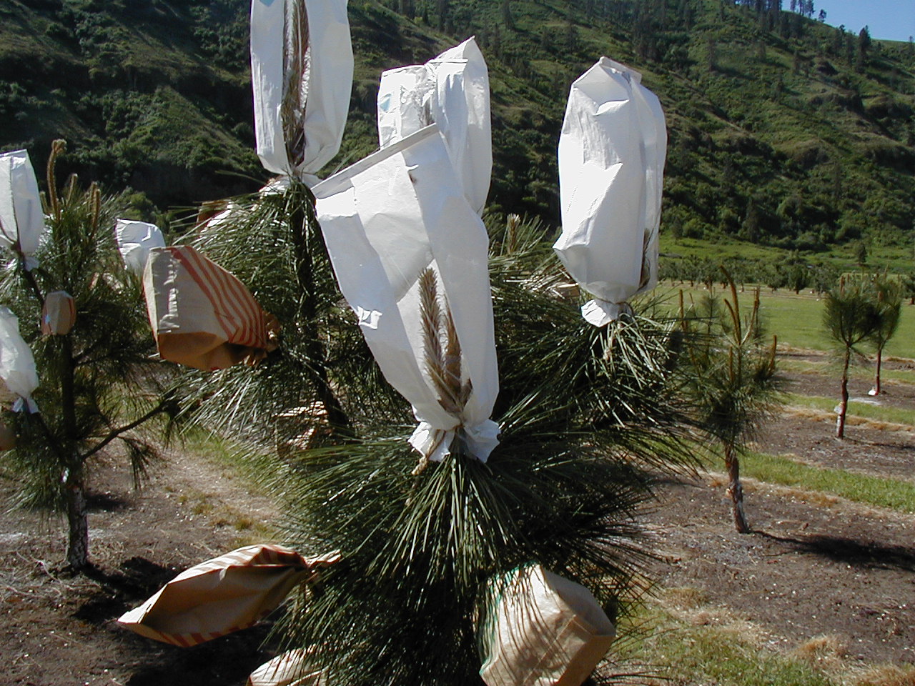 Pollination bags are used to exclude unwanted pollen in an IETIC member seed orchard