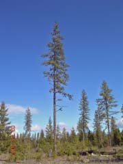 One of the original Ponderosa Pine Plus trees