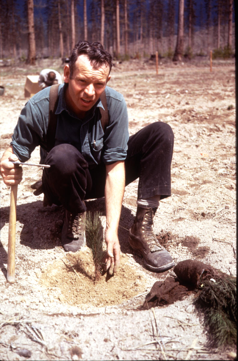 Russ Hudson planting a Ponderosa Pine seedling